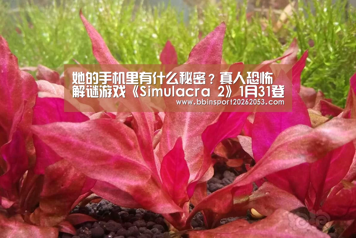 她的手机里有什么秘密?真人恐怖解谜游戏《Simulacra 2》1月31登陆Steam商店|BBIN下载(图3) BBIN官网